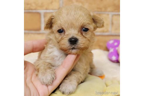 埼玉県のミックス マルプー マルチーズ トイプードル 女の子 22 06 生まれ アプリコット 子犬id 1407 ブリーダーナビ 埼玉県のミックス マルプー マルチーズ トイプードル 女の子 22 06 生まれ アプリコット 子犬id 1407 ブリーダーナビ