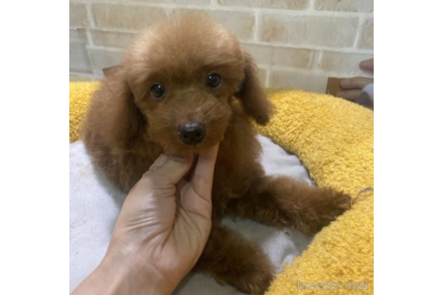 高知県のミックス ヨープー ヨークシャーテリア トイプードル 女の子 22 04 11生まれ 見た目はトイプードル 寄りです 子犬id 1807 ブリーダーナビ