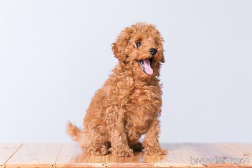 犬童和也ブリーダーの詳細の1枚目