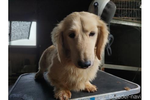 販売中のミニチュアダックスフンド(ロングヘアード)の親犬