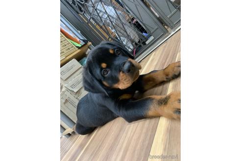 埼玉県のロットワイラー 男の子 22 05 14生まれ ブラックタン 子犬id 1636 ブリーダーナビ