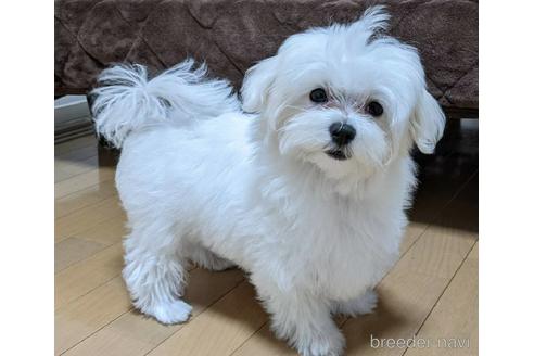 販売中のミックス犬の親犬