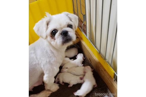 販売中のミックス犬の親犬