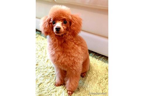 販売中のマルプー:マルチーズ×トイプードルの親犬