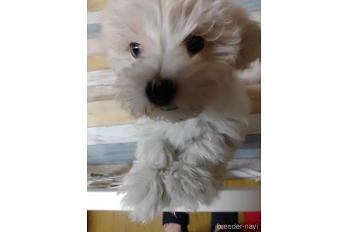 愛知県のミックス マルプー マルチーズ トイプードル 女の子 22 05 07生まれ クリーム 子犬id 1795 ブリーダーナビ 愛知県のミックス マルプー マルチーズ トイプードル 女の子 22 05 07生まれ クリーム 子犬id 1795 ブリーダーナビ