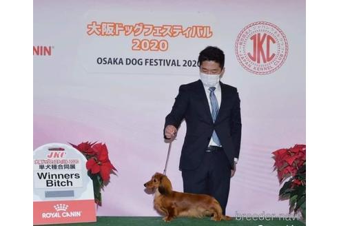 販売中のミニチュアダックスフンド(ロングヘアード)の親犬