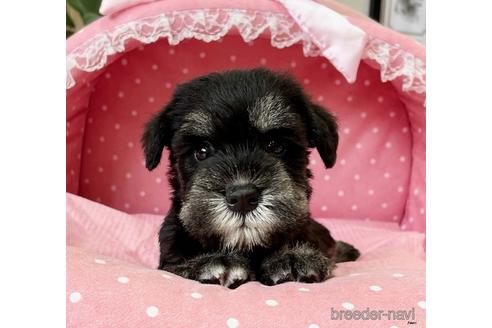 シュナウザーさま ミニチュア・シュナウザーの仔犬 | TERRIER STYLE by Joker land