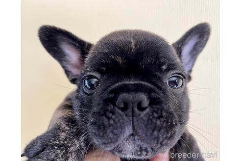 沖縄県のフレンチブルドッグ 男の子 22 05 28生まれ ブリンドル 子犬id ブリーダーナビ 沖縄県のフレンチブルドッグ 男の子 22 05 28生まれ ブリンドル 子犬id ブリーダーナビ