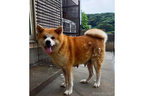 福岡県の秋田犬 女の子 22 03 24生まれ 秋姫 18年産まれ 子犬id ブリーダーナビ