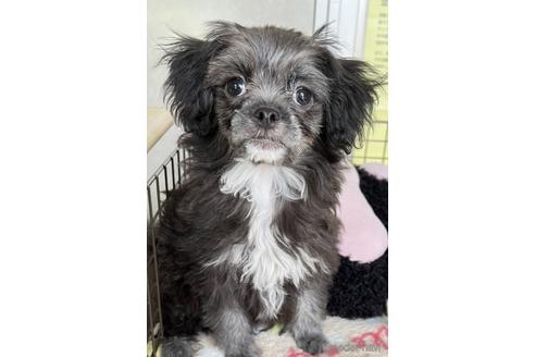 長野県のミックス犬 女の子 22 04 28生まれ トイプードルと狆のミックスです 子犬id ブリーダーナビ