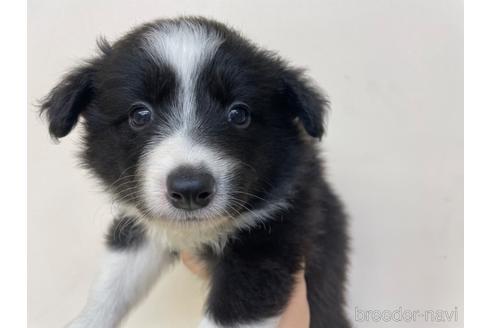 ボーダーコリーの子犬を探す ブリーダーナビ