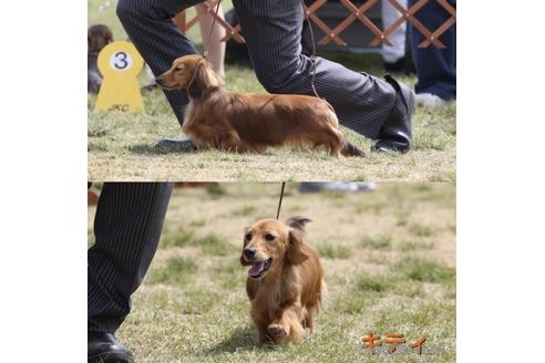 販売中のミニチュアダックスフンド(ロングヘアード)の親犬
