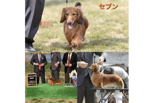 販売中のミニチュアダックスフンド(ロングヘアード)の親犬