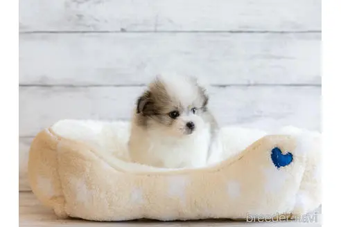 北海道のミックス ポメマル ポメラニアン マルチーズ 男の子 22 06 04生まれ ポメラニアン マルチーズ 6月5日生まれ 男の子 パーティーカラー 子犬id ブリーダーナビ