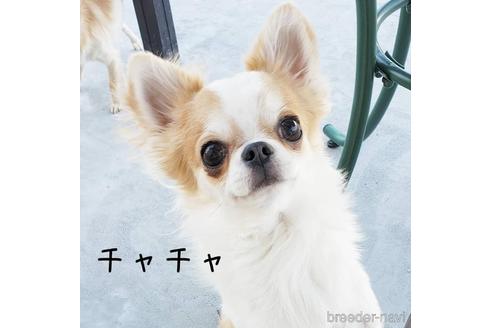 販売中のチワワ(ロングコート)の親犬