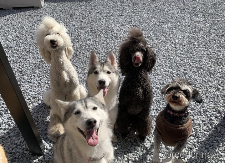 小池ブリーダー