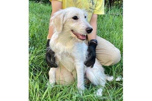 長野県のミックス犬 女の子 22 05 03生まれ ボーダードゥードルです ボーダーコリー スタンプー 子犬id ブリーダーナビ 長野県のミックス犬 女の子 22 05 03生まれ ボーダードゥードルです ボーダーコリー スタンプー 子犬id ブリーダーナビ