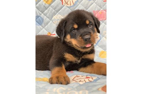 埼玉県のロットワイラー 男の子 22 05 14生まれ ブラックタン 子犬id 1847 ブリーダーナビ
