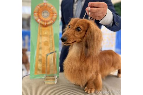 太田由紀ブリーダーの詳細の1枚目