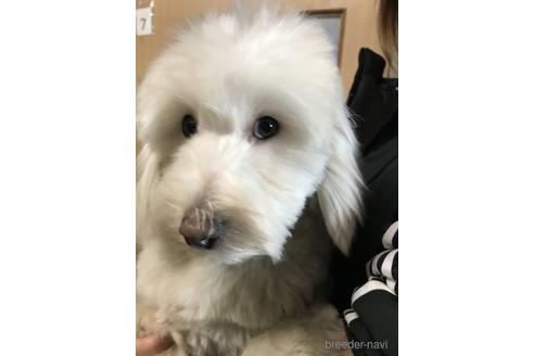 北海道のミックス犬 男の子 21 05 11生まれ クリーム 子犬id ブリーダーナビ