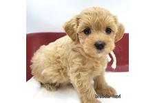 ♀︎マルプー:マルチーズ×トイプードル