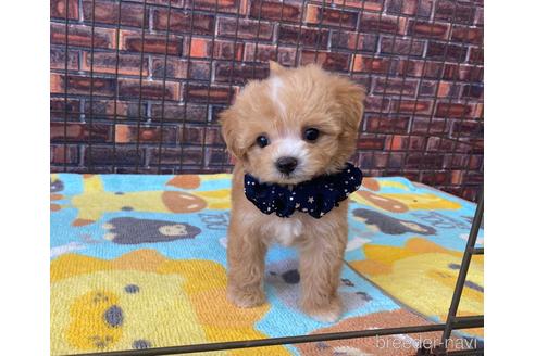 香川県のミックス マルプー マルチーズ トイプードル 男の子 22 06 18生まれ クリーム 子犬id ブリーダーナビ