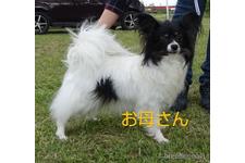 母親犬