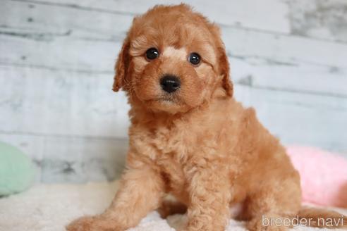 奈良県のミックス キャバプー キャバリア トイプードル 男の子 22 06 30生まれ キャバプーxプードル のmix 子犬id ブリーダーナビ