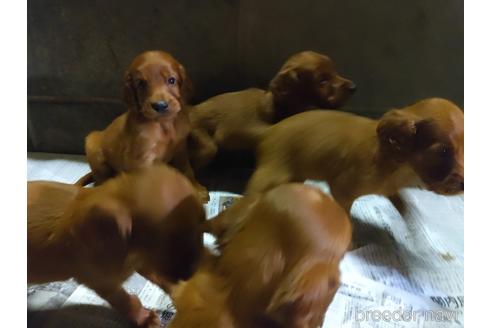 群馬県のアイリッシュセッター 女の子 22 06 生まれ 元気なアイリッシュのあかちゃんです 子犬id ブリーダーナビ 群馬県のアイリッシュセッター 女の子 22 06 生まれ 元気なアイリッシュのあかちゃんです 子犬id ブリーダーナビ