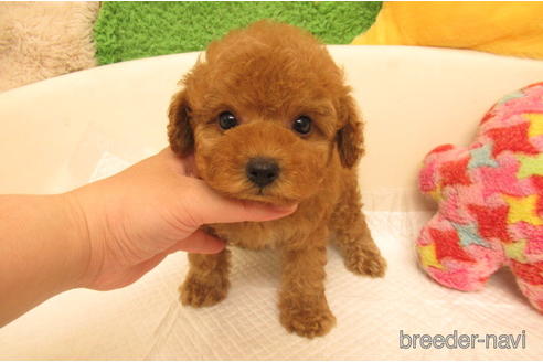 関西でトイプードルの子犬を探す（151ページ目）｜ブリーダーナビ