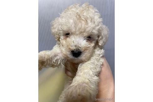 静岡県のトイプードル 男の子 22 07 03生まれ とても元気な男の子です 子犬id ブリーダーナビ
