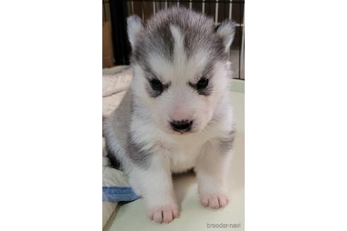 シベリアンハスキーの子犬を探す ブリーダーナビ