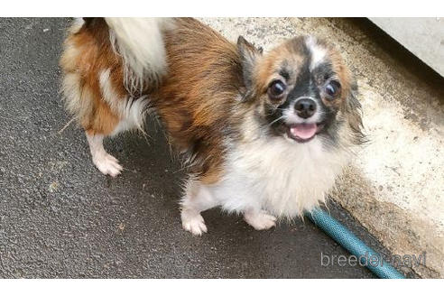 岐阜県のミックス犬 男の子 21 07 17生まれ セーブル ホワイト 子犬id ブリーダーナビ 岐阜県のミックス犬 男の子 21 07 17生まれ セーブル ホワイト 子犬id ブリーダーナビ