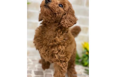 静岡県のトイプードル 男の子 22 05 26生まれ レッド 子犬id ブリーダーナビ