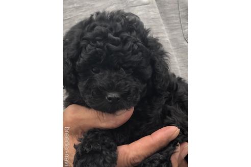 三重県のトイプードル 女の子 22 06 30生まれ ブラック 黒 子犬id ブリーダーナビ