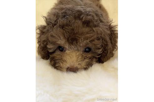 山形県のトイプードル 女の子 22 07 03生まれ レアカラーのシルバーベージュ 子犬id ブリーダーナビ