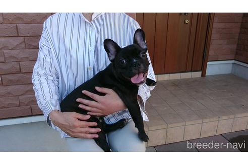 埼玉県のブリーダーを探す ブリーダーナビ