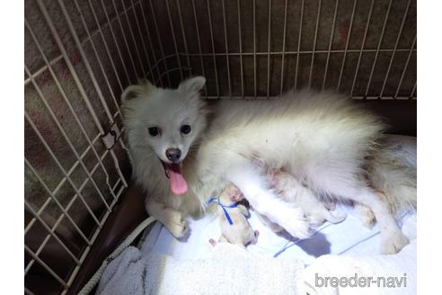 販売中のポメラニアンの親犬