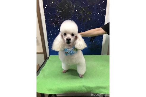 販売中のタイニープードルの親犬