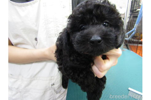 静岡県のトイプードル 女の子 22 06 28生まれ シルバー 子犬id ブリーダーナビ