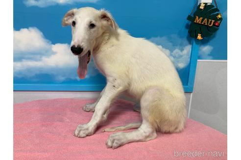 ボルゾイの子犬を探す ブリーダーナビ