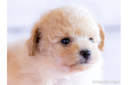 北海道のミックス ポメプー ポメラニアン トイプードル 男の子 22 07 09生まれ Mix ポメプー プードル 男の子 7月9日生まれ 子犬id ブリーダーナビ