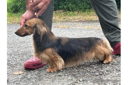 販売中のカニンヘンダックスフンド(ロングヘアード)の親犬