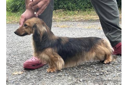 販売中のミニチュアダックスフンド(ロングヘアード)の親犬