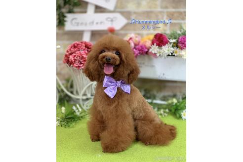 販売中のタイニープードルの親犬