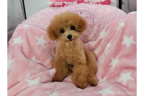 沖縄県でティーカッププードルの子犬を探す ブリーダーナビ