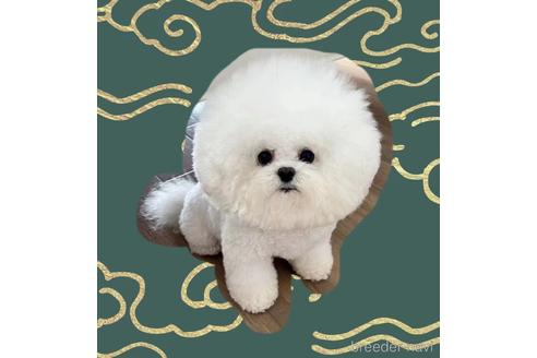 東京都のビションフリーゼ 男の子 ホワイト 白 親犬id 6244