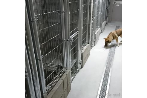 中島加央里ブリーダーの詳細