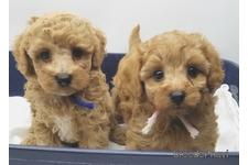 ♀︎マルプー:マルチーズ×トイプードル