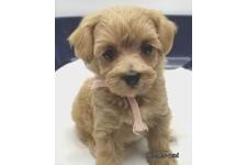 ♀︎マルプー:マルチーズ×トイプードル